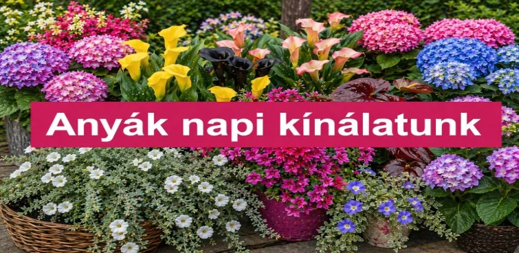 Aktuális növények