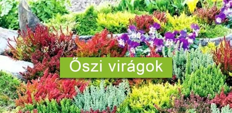 Aktuális növények
