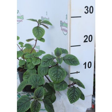 Kakassarkantyú Plectranthus Nikki