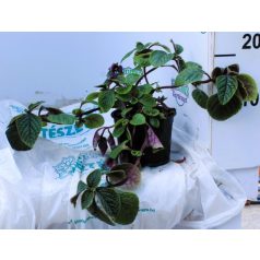 Kakassarkantyú Plectranthus Nikki