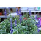 Kék zsálya Salvia farinace