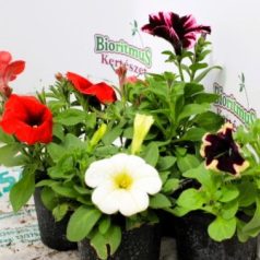 Balkonnövények 9-es cserépben - balkon petúnia