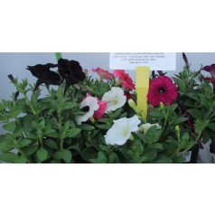 Balkonnövények 9-es cserépben - balkon petúnia