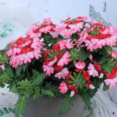 Balkonnövények 12 cm-es cserépben: Verbéna