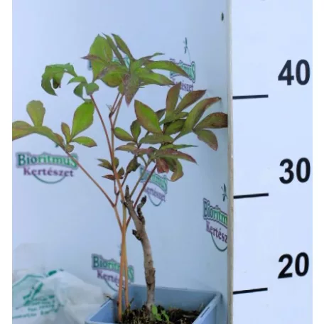 Fás bazsarózsa Paeonia suffruticosa bordó C2