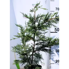 Leyland ciprus Cupressocyparis Leylandii Clt.3