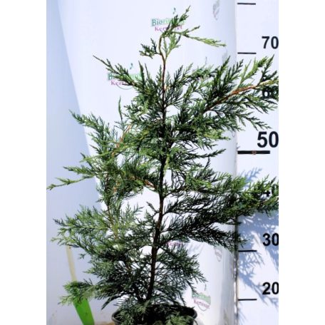 Leyland ciprus Cupressocyparis Leylandii Clt.3