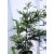 Leyland ciprus Cupressocyparis Leylandii Clt.3