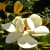 Fehér virágú örökzöld magnólia Magnolia grandiflora 'Gallisoniensis' Clt.90 250/300 