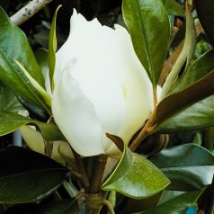   Fehér virágú örökzöld magnólia Magnolia grandiflora 'Gallisoniensis' Clt.90 250/300 