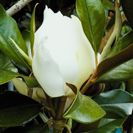 Fehér virágú örökzöld magnólia Magnolia grandiflora 'Gallisoniensis' Clt.90 250/300 