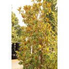 Fehér virágú örökzöld magnólia Magnolia grandiflora 'Gallisoniensis' Clt.90 250/300 