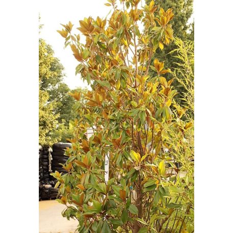 Fehér virágú örökzöld magnólia Magnolia grandiflora 'Gallisoniensis' Clt.90 250/300 