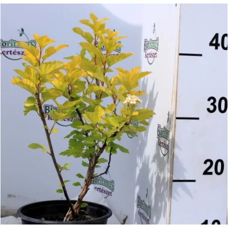Hólyagvessző, Sárga levelű hólyagvessző (Bangitalevelű hólyagvessző) Physocarpus opulifolius Luteus K2 30/40