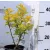 Hólyagvessző, Sárga levelű hólyagvessző (Bangitalevelű hólyagvessző) Physocarpus opulifolius Luteus K2 30/40