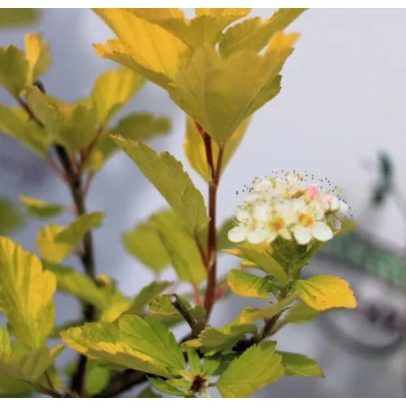 Hólyagvessző, Sárga levelű hólyagvessző (Bangitalevelű hólyagvessző) Physocarpus opulifolius Luteus K2 30/40