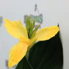 Kanna Canna