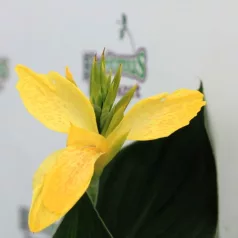 Kanna Canna