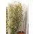 Csüngő himalájai nyír Betula utilis 'Long Trunk' 8/10