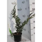 Bokros kék himalájai boróka Juniperus sq Mayerii