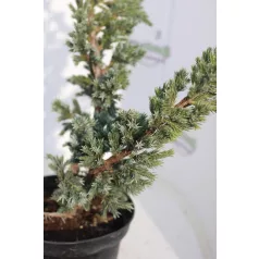 Bokros kék himalájai boróka Juniperus sq Mayerii