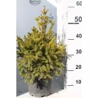 Törpe lucfenyő Picea abies Will's Zwerg K5