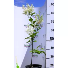 Kanadai orgona (krémfehér) Syringa (V) Agnes Smith C4