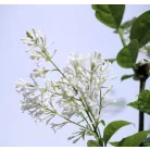 Kanadai orgona (krémfehér) Syringa (V) Agnes Smith C4