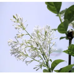 Kanadai orgona (krémfehér) Syringa (V) Agnes Smith C4