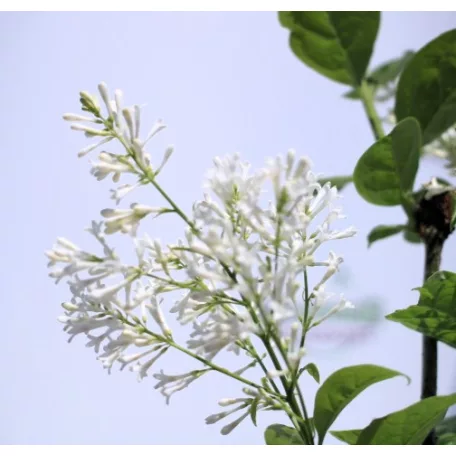Kanadai orgona (krémfehér) Syringa (V) Agnes Smith C4
