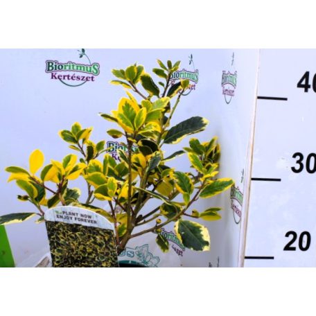 Sárga tarka magyal Ilex alta. 'Golden King'