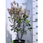 Kanadai orgona (lila) Syringa (V) Royalty