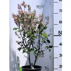 Kanadai orgona (lila) Syringa (V) Royalty