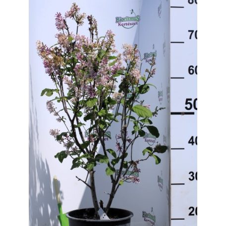 Kanadai orgona (lila) Syringa (V) Royalty