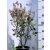 Kanadai orgona (lila) Syringa (V) Royalty