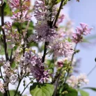 Kanadai orgona (lila) Syringa (V) Royalty