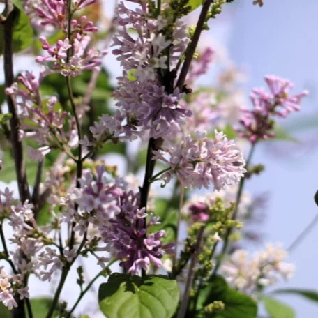 Kanadai orgona (lila) Syringa (V) Royalty
