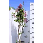 Kanadai orgona (borvörös) Syringa (V) Redwine