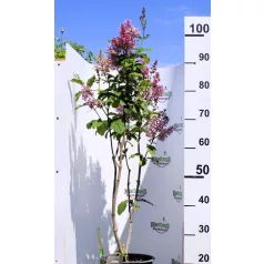 Kanadai orgona (borvörös) Syringa (V) Redwine