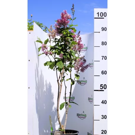 Kanadai orgona (borvörös) Syringa (V) Redwine