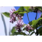 Kanadai orgona (borvörös) Syringa (V) Redwine