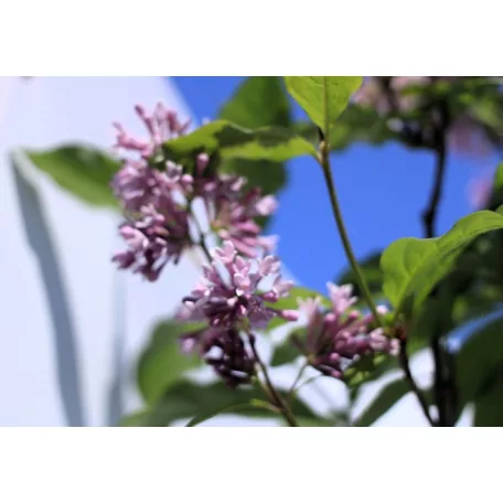 Kanadai orgona (borvörös) Syringa (V) Redwine