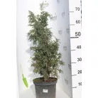 Sárga oszlopos boróka Juniperus comm. 'Gold Cone'