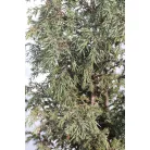 Sárga oszlopos boróka Juniperus comm. 'Gold Cone'