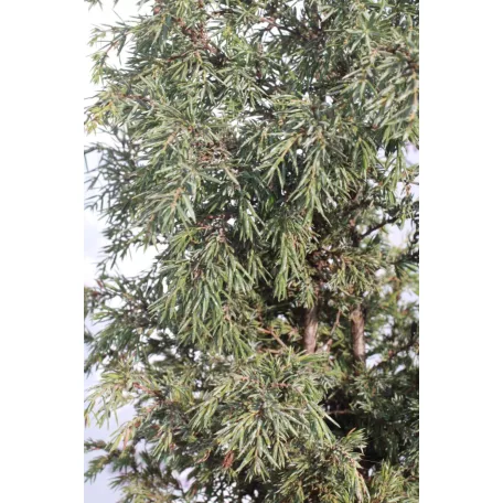 Sárga oszlopos boróka Juniperus comm. 'Gold Cone'