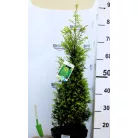 Sárga oszlopos boróka Juniperus comm. 'Gold Cone'