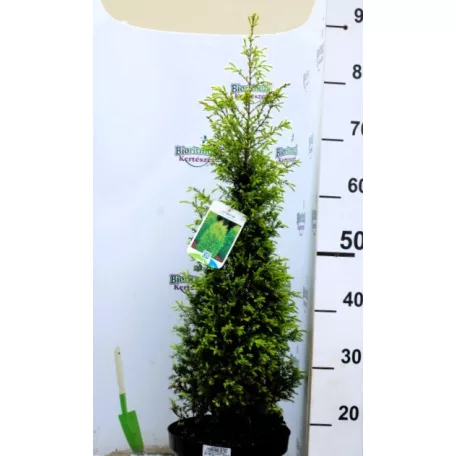 Sárga oszlopos boróka Juniperus comm. 'Gold Cone'