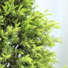 Sárga oszlopos boróka Juniperus comm. 'Gold Cone'