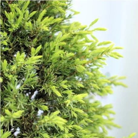 Sárga oszlopos boróka Juniperus comm. 'Gold Cone'