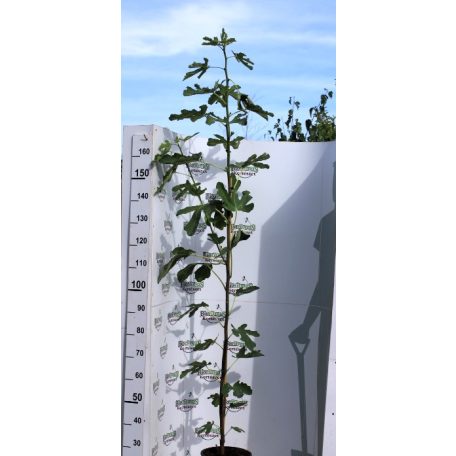 Füge Ficus carica K10